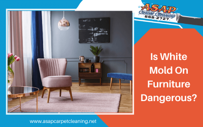 Is White Mold On Furniture Dangerous?