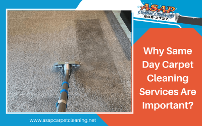 Why Same Day Carpet Cleaning Services Are Important?