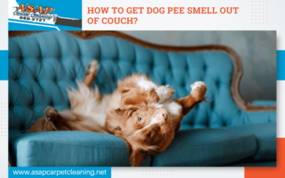How To Get Dog Pee Smell Out Of Couch?