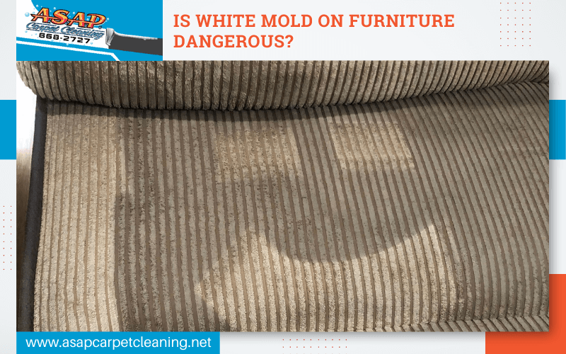 Is White Mold On Furniture Dangerous?